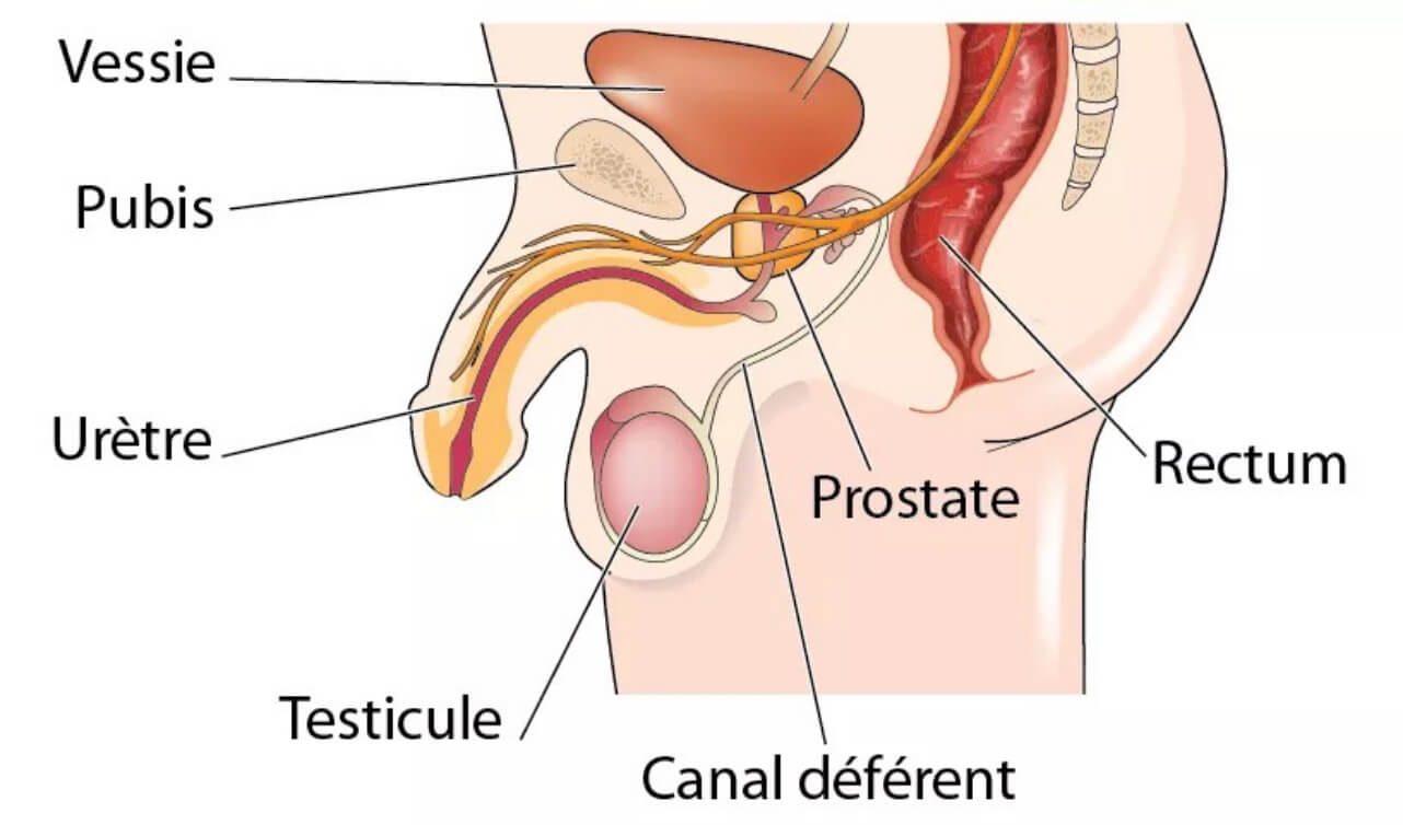 Schéma de la prostate.