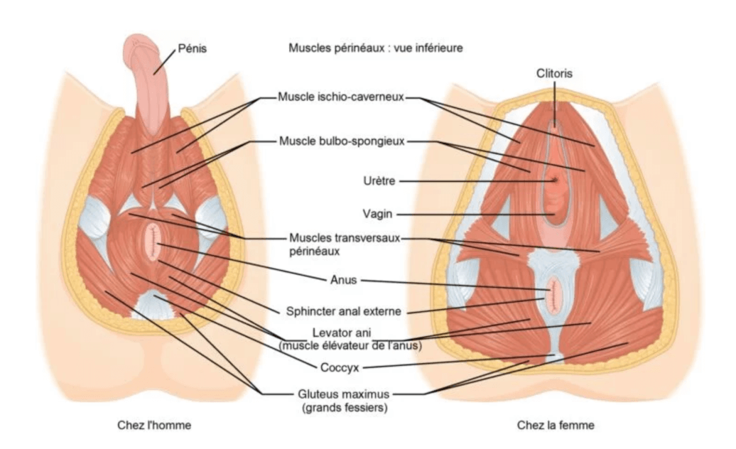 Le schéma des muscles périnéaux vue inférieure pour illustrer la rééducation du périnée.